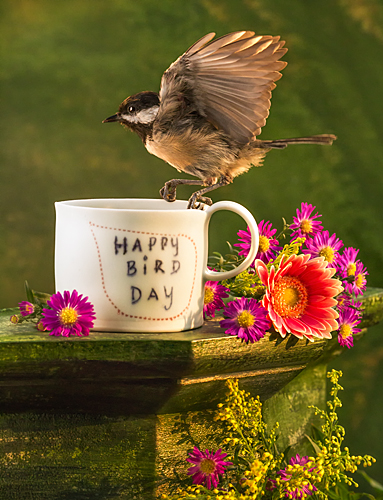 photograph: Happy Bird Day